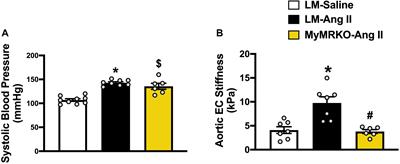 Mineralocorticoid Receptor in Myeloid Cells Mediates Angiotensin II-Induced Vascular Dysfunction in Female Mice